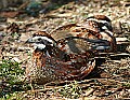 _MG_8957 bobwhite quail.jpg