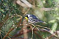 _MG_8967 male yellow-throated warbler.jpg