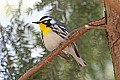 _MG_8973 male yellow throated warbler.jpg