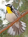 _MG_8986 yellow throated warbler preening.jpg