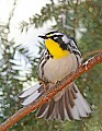 _MG_8991 yellow throated sparrow preening.jpg