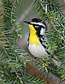 _MG_9154 yellow-throated warbler.jpg