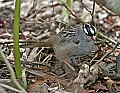 _MG_9324 white-crowned sparrow.jpg