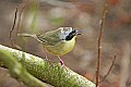 _MG_9342 common yellow-throat warbler.jpg