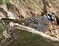_MG_9360 white-crowned sparrow.jpg