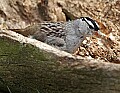 _MG_9361 white-crowned sparrow.jpg