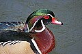 _MG_9381 male wood duck.jpg