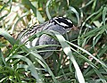 _MG_9531 white crowned sparrow.jpg