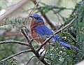 _MG_9578 male eastern bluebird.jpg