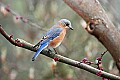 _MG_9770 female bluebird.jpg