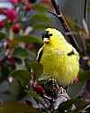 _MG_1437 male goldfinch.jpg