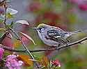 _MG_1707 chestnut-sided warbler.jpg