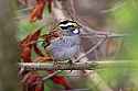 _MG_1719 white-throated sparrow.jpg