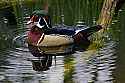 _MG_1929 male wood duck.jpg
