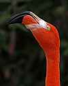 _MG_1953 chilean flamingo.jpg