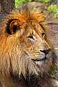 _MG_2013 male lion.jpg