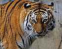 _MG_2021 female tiger.jpg