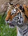 _MG_2085 female tiger.jpg