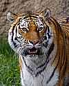 _MG_2098 female tiger.jpg