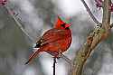 _MG_2620 male virginia cardinal.jpg