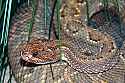 _MG_6334 aruba island rattlesnake.jpg