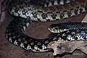 _MG_6339 madagascar hognose snake.jpg