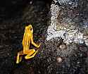 _MG_6342 panamanian golden frog.jpg