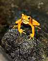 _MG_6346 panamanian golden frog.jpg
