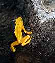 _MG_6349 panamanian golden frog.jpg