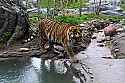 _MG_6698 female tiger.jpg
