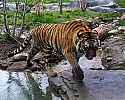 _MG_6699 female tiger.jpg