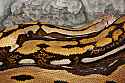 _MG_6735 fluffy - world's largest snake - reticulated python.jpg
