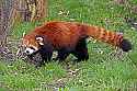 _MG_6795 red panda.jpg