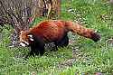 _MG_6797 red panda.jpg