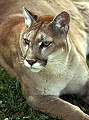 WVMAG004--cougar portrait.jpg