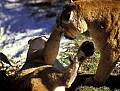 WVMAG051 cougars fighting.jpg