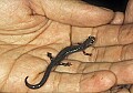 0000000722 cheat mountain salamander.jpg