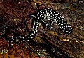 0000000728 Slimy Salamander.jpg