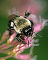 _MG_0001 bumblebee on flower.jpg