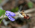 _MG_0238 hummingbird moth.jpg
