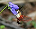 _MG_0244 hummingbird moth.jpg