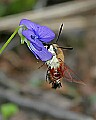 _MG_0246 hummingbird moth.jpg