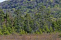 _MG_1425 red spruce-early spring colors.jpg