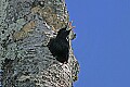 _MG_1436 grackle in woodpecker nest.jpg