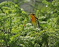 _MG_1484 blackburnian warbler.jpg