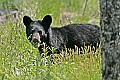 _MG_1555 black bear yearling.jpg