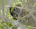 _MG_1570 black bear yearling peers from behind a tree.jpg