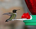 _MG_2133 ruby-throated hummingbird.jpg