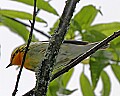 _MG_2150 common yellowthroat warbler.jpg