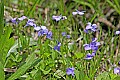 _MG_2160 swamp violets.jpg